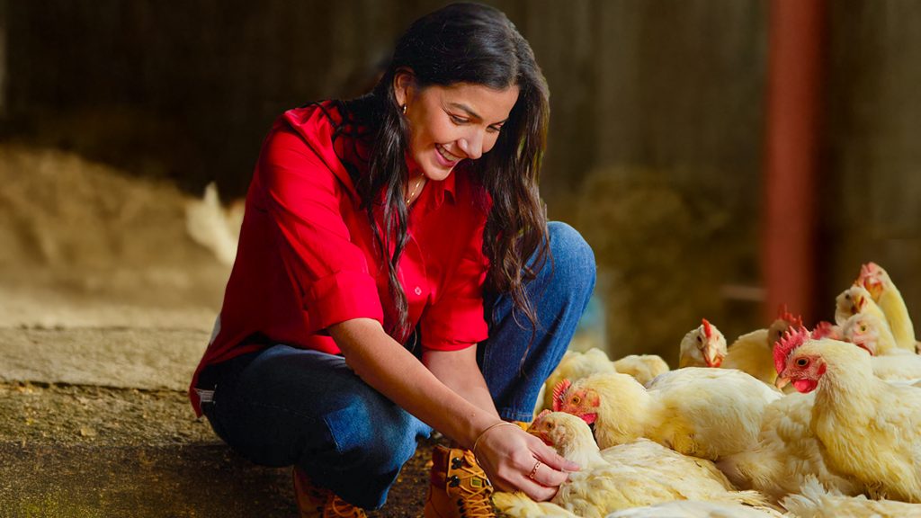 El pollo que decides comprar y poner en tu nevera tiene una historia. Esa presa deliciosa que te comes, tiene un inicio en la granja para terminar en tu mesa. ¿Por qué es importante conocerla?
Pollo Norteño