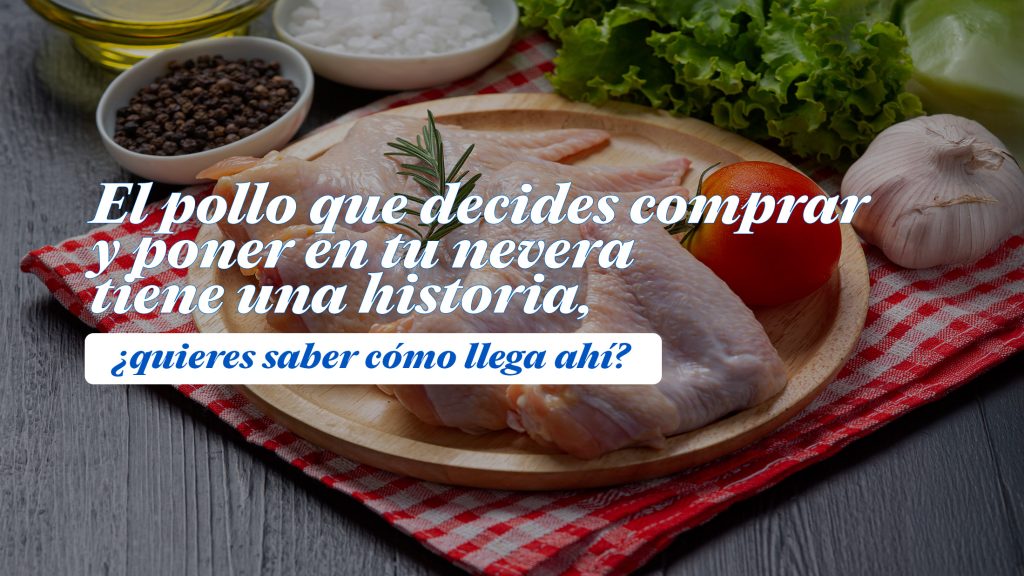 El pollo que decides comprar y poner en tu nevera tiene una historia. Esa presa deliciosa que te comes, tiene un inicio en la granja para terminar en tu mesa. ¿Por qué es importante conocerla?
Pollo Norteño